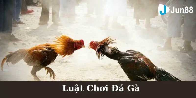 đá gà cựa sắt mới nhất Tìm hiểu tổng quan về đá gà cựa sắt mới nhất