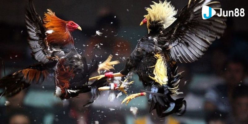đá gà cựa sắt mới nhất Tìm hiểu các loại kèo cược trong đá gà cựa sắt mới nhất