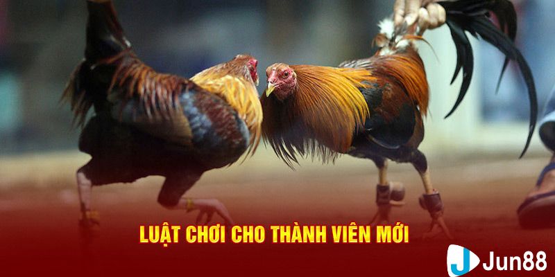 đá gà cựa sắt mới nhất Quy tắc tổ chức trận đấu đá gà cựa sắt mới nhất
