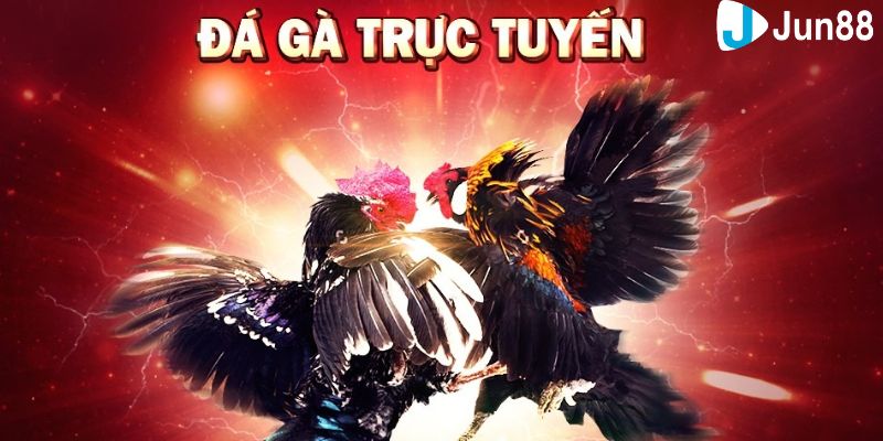 Đá gà trực tuyến Giải thích tổng quan về game đá gà trực tuyến là gì?