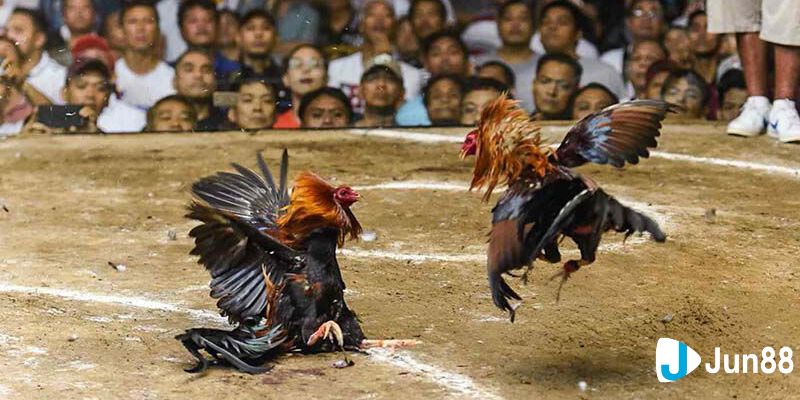 Đá gà trực tuyến Tại sao game đá gà trực tuyến được nhiều người yêu thích?