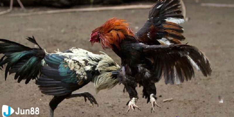 đá gà xanh trích Vì sao đá gà xanh trích luôn hấp dẫn người chơi trực tuyến?