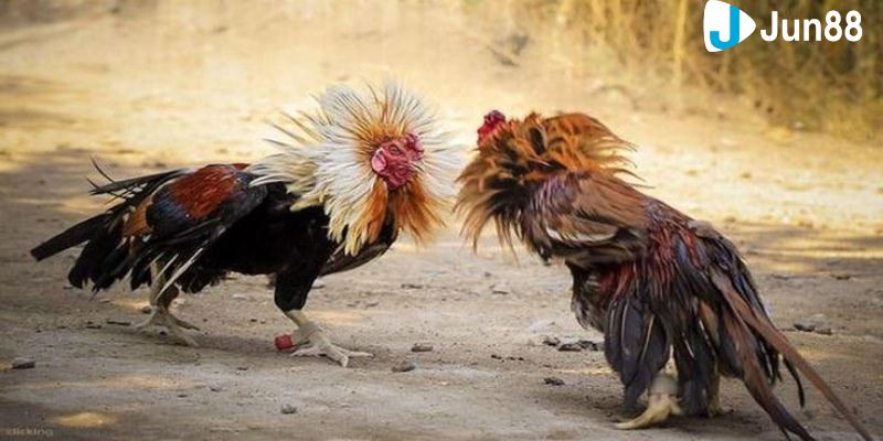 đá gà xanh trích Luật chơi và cách chơi đá gà xanh trích trực tuyến