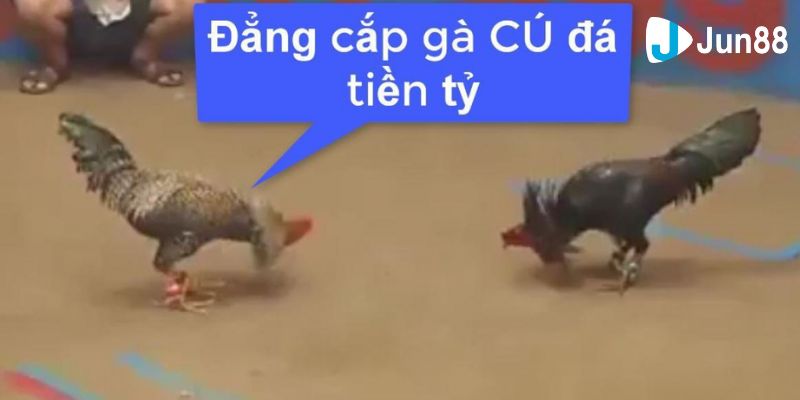 gà cú đá 5 tỷ Khám phá trận gà cú đá 5 tỷ