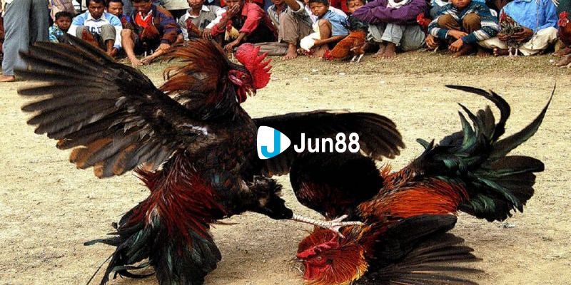 gà cú đá 5 tỷ Tổng hợp những trận đấu hấp dẫn khác của gà cú đá 5 tỷ