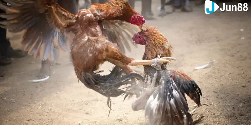 gà cú đá 5 tỷ