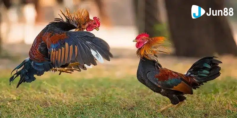 xem đá gà Campuchia Khái quát đôi điều về sự kiện xem đá gà Campuchia