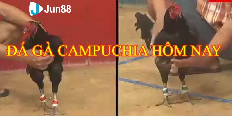 xem đá gà Campuchia Phân tích chi tiết về khả năng thi đấu của chiến kê